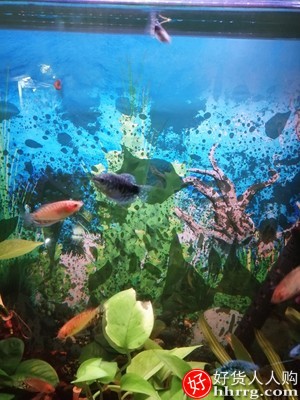 鱼缸潜水灯，遥控变色水族箱专用龙鱼灯插图4
