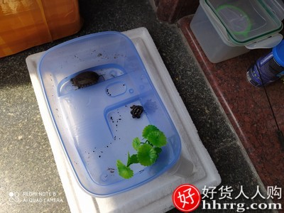 乌龟缸带晒台饲养箱，养龟专用缸造景龟盆插图2