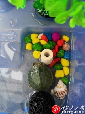 乌龟缸带晒台饲养箱，养龟专用缸造景龟盆插图3