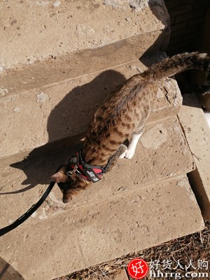 猫咪牵引绳遛猫绳，猫咪专用背心式防挣脱猫链子插图2