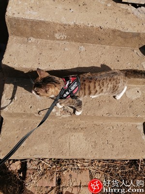 猫咪牵引绳遛猫绳，猫咪专用背心式防挣脱猫链子插图4