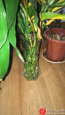 透明玻璃花瓶富贵竹水养百合花瓶摆件，客厅插花干花北欧家用特大号
