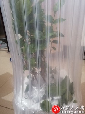 茉莉花盆栽，四季开花不断绿植虎头茉莉盆栽插图3