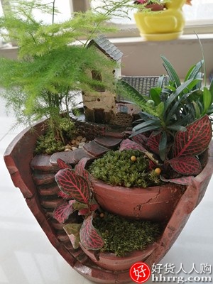 文竹盆栽盆景植物，花卉小盆景好养竹子盆栽插图1