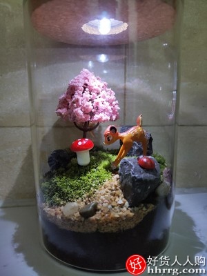 子乐湾苔藓微景观植物生态瓶，奇趣绿植创意DIY小盆景