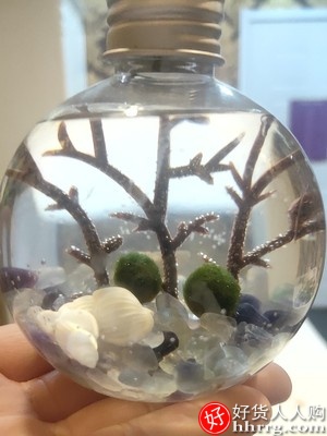 魔法球幸福球藻diy生态瓶，室内水养海藻植物盆栽微景观