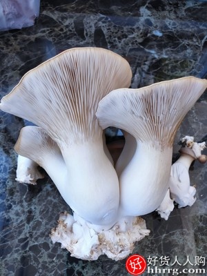 悦蘑菇娘平菇菌种蘑菇大菌包菌棒盆栽，食用菌家庭蘑菇种植菌包