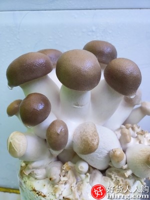 悦蘑菇娘平菇菌种蘑菇大菌包菌棒盆栽，食用菌家庭蘑菇种植菌包