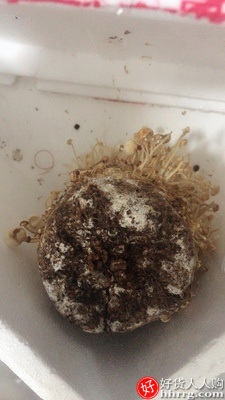 悦蘑菇娘金针菇菌蘑菇菌包菌棒盆栽，食用菌家庭蘑菇种植菌包