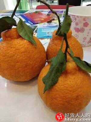 四川丑橘10斤，大果丑八怪橘子丑桔耙耙柑插图1