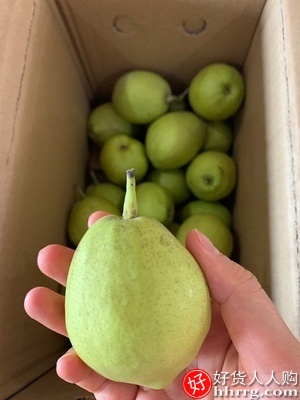 新疆库尔勒香梨10斤，新鲜当季水果酥脆梨整箱插图1