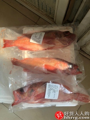 冷冻红石斑鱼，整条大龙胆鱼富贵鱼插图
