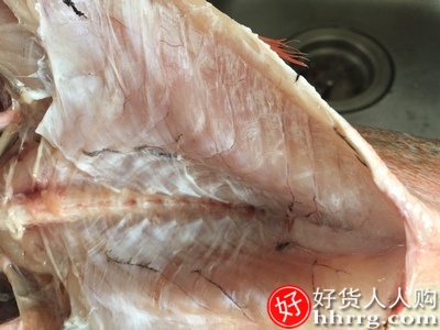 冷冻红石斑鱼，整条大龙胆鱼富贵鱼插图3