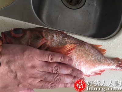 冷冻红石斑鱼，整条大龙胆鱼富贵鱼插图4