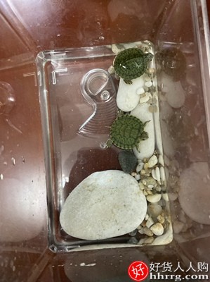 乌龟缸带晒台饲养专用鱼缸，巴西龟盒养龟箱